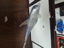 15450a_8dd8afeafb93906_sm.jpeg